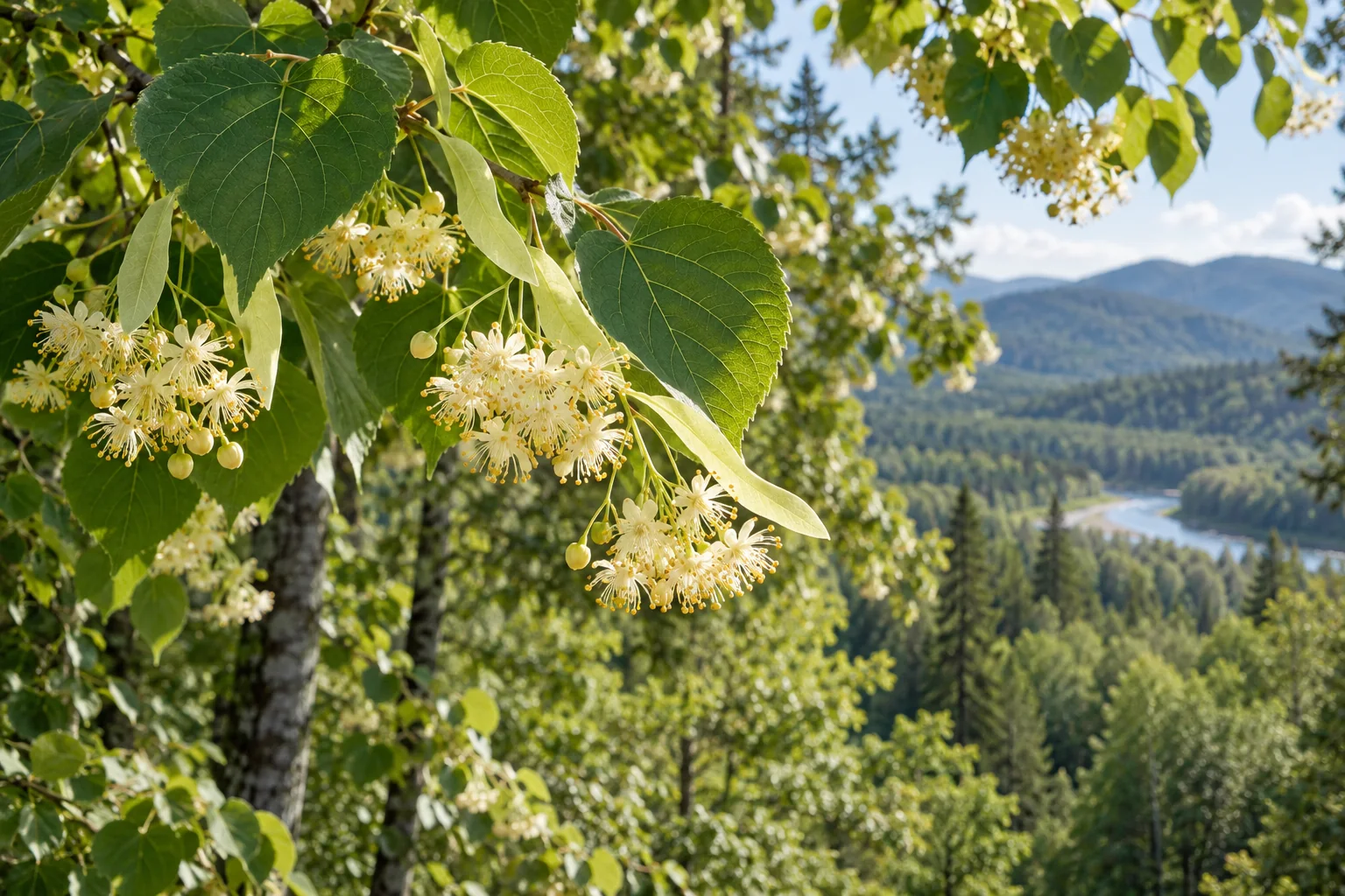 Chinese linden honey origin illustration with pale linden flowers and heart-shaped leaves in a Northeast China inspired forest